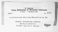 Leptosphaeria doliolum image